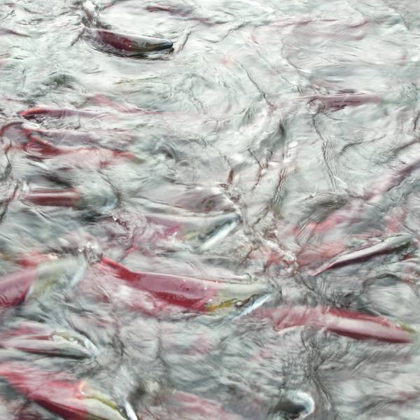 sockeye