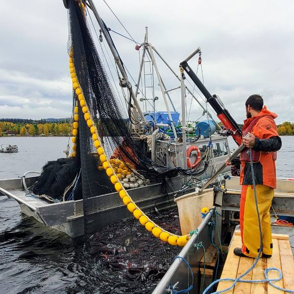 Talok Fisheries Babine Lake