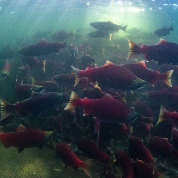 Sockeye- Tavish Campbell