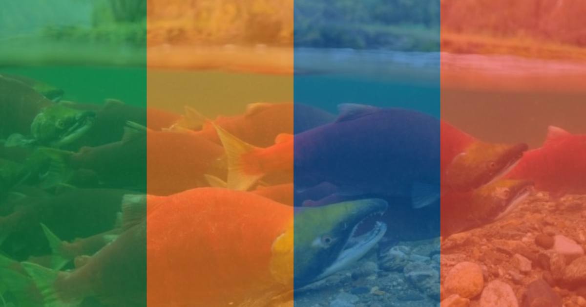 B.C. Provincial Election_ Commitments on wild salmon and watersheds